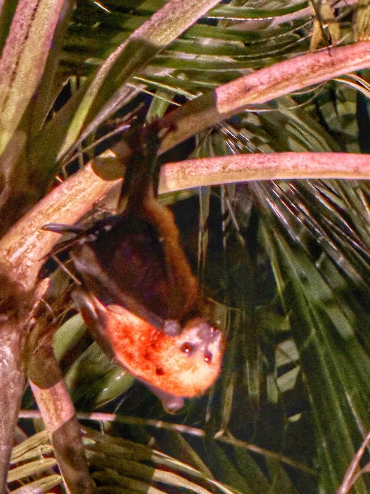 A fruit bat hanging upside down among palm fronds, its rust-orange chest and pale face lit against dark green leaves at night.