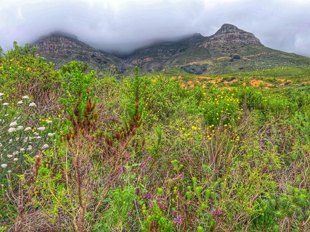 Dense fynbos in the foreground with white, yellow and magenta flowers and rust-coloured shrubs, rising to a rocky twin-peaked mountain whose top is swallowed by low grey cloud.